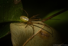 Tylorida