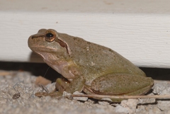 Hyla meridionalis
