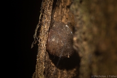 Austrochloritis stanisici