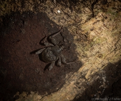 Onidistus araneus