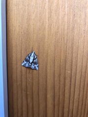 Pseudocoremia leucelaea