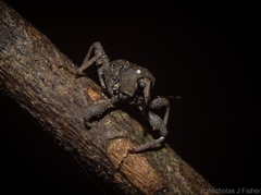 Onidistus araneus