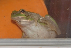 Hyla meridionalis