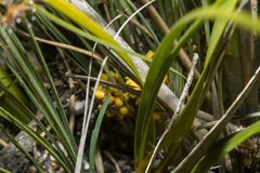 Lomandra