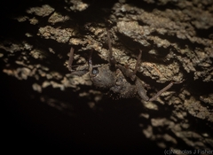 Onidistus araneus