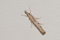 Agriphila geniculea