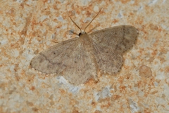 Idaea subsaturata