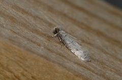 Ateliotum petrinella