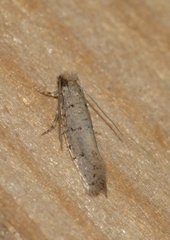 Ateliotum petrinella
