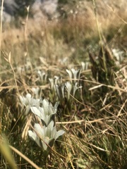 Gentiana newberryi tiogana