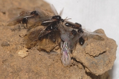 Crematogaster scutellaris