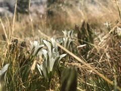 Gentiana newberryi tiogana