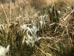 Gentiana newberryi tiogana