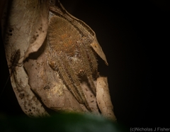 Hortophora
