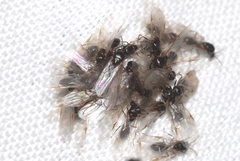 Crematogaster scutellaris