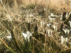 Gentiana newberryi tiogana