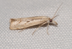 Agriphila geniculea