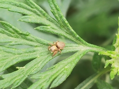 Carrhotus sannio