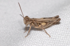 Dociostaurus jagoi occidentalis