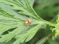 Carrhotus sannio