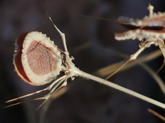 Tordylium