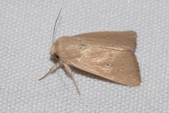 Mythimna sicula