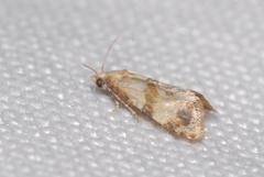 Phalonidia contractana