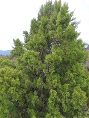 Lepidothamnus intermedius