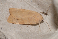 Noctua tirrenica