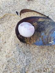 Crepipatella dilatata