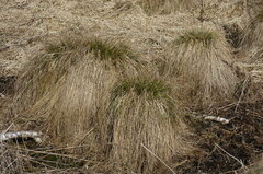 Carex appropinquata