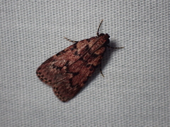 Mimaglossa nauplialis