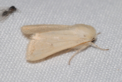 Mythimna vitellina