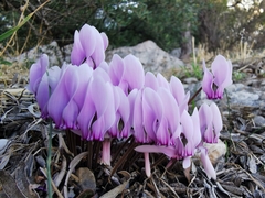 Cyclamen graecum graecum
