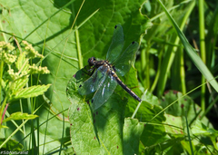 Leucorrhinia rubicunda
