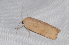 Noctua tirrenica