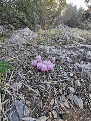 Cyclamen graecum graecum