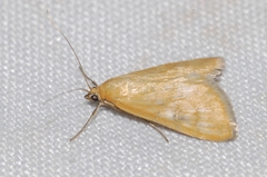 Sitochroa verticalis