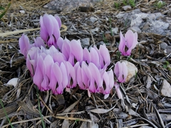 Cyclamen graecum graecum
