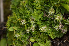 Chaerophyllum colensoi colensoi