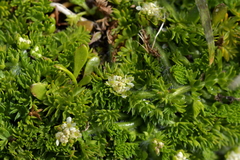 Chaerophyllum colensoi colensoi