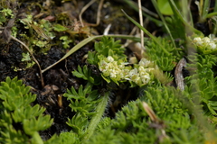 Chaerophyllum colensoi colensoi