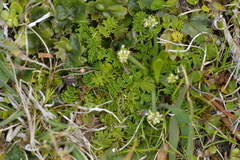 Chaerophyllum colensoi colensoi