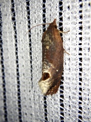 Cryptophlebia ombrodelta