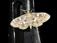 Piletocera sodalis