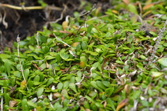 Selliera radicans