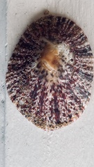Scutellastra granularis
