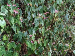 Begonia formosana