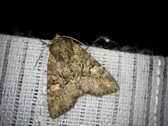 Antapamea conciliata