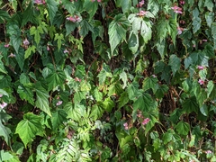 Begonia formosana